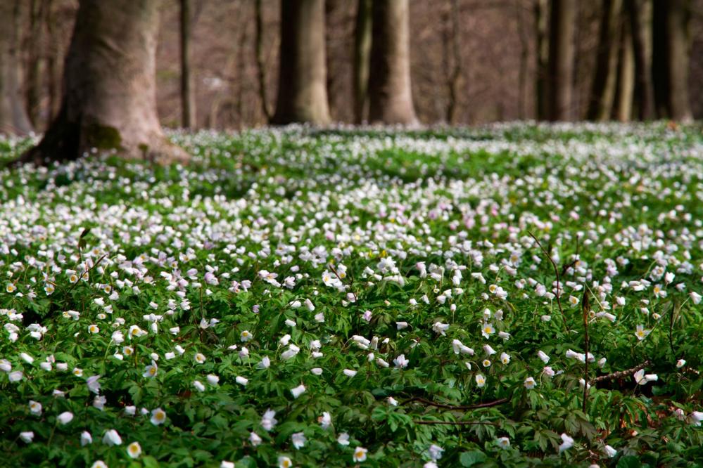 Waldbestatttung Ruheforst